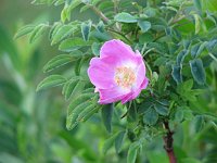 05_Rosa canina